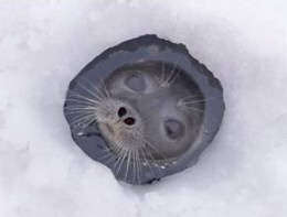 Happy seal in hole