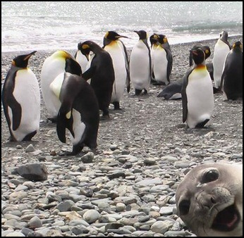 One (Seal) in every photo