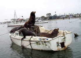 Seals messing about