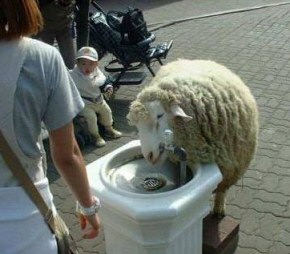 Sheep drinking