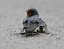 Bird love