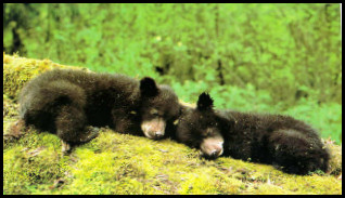 Sleepy bear cubs