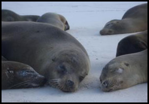 3 Sleeping Sea Lions