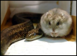 Rat Snake and Hamster Forge a Friendship