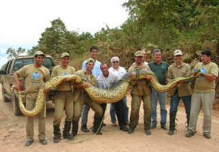 Anaconda - huge snake