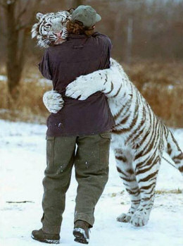 A shoulder to hug - Snow tiger