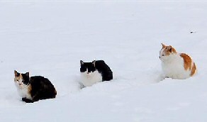 3 Snow Cats