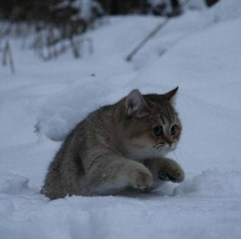 Snow Kitten