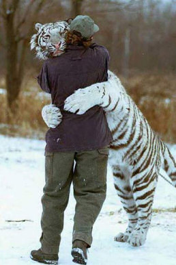 Snow Tiger