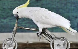 Cockatoo on a bike
