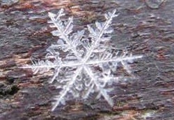 Snow flake