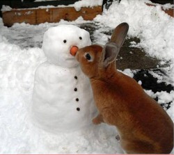 Rabbit and Snowman