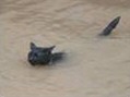 Soggy moggy - Story of a wet cat