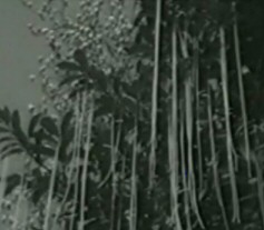 Classic Spagetti Bush Hoax