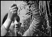 Classic Spagetti Bush Hoax