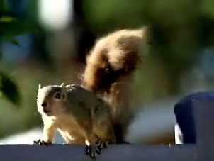 Squirrel lookout on fence