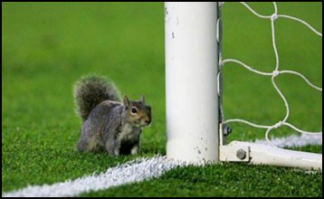 Football Mouse Story