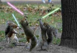 Squirrels practise before going on guard duty