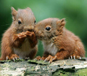 Squirrel Love