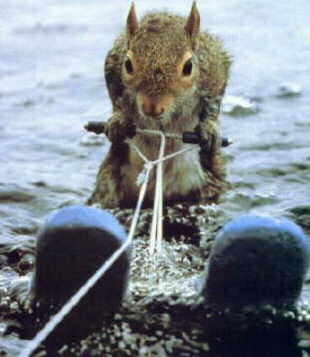 Squirrel - Waterski