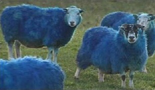 St Andrew's Day Sheep Blue!