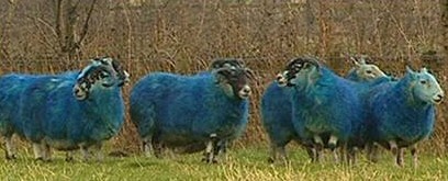 St Andrew's Day Sheep Blue!
