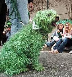 St Patrick's day dog - green rinse