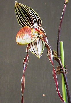 Saint Swithin's Orchid