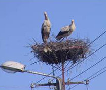 Storks in town