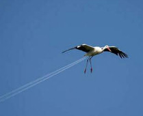 Stork vapour trail