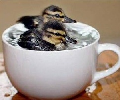 Storm in a tea cup - Duck style