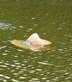 Funny Lawn mower pictures