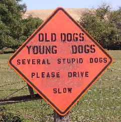 Stupid dogs