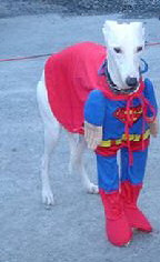 Superdog Superman dog