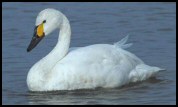 Bewick Swan