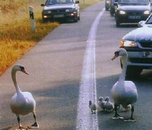 Swan Motorway