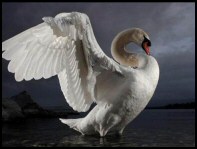 Mute Swan