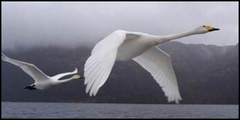 Whooper Swan