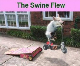 The Swine Flu