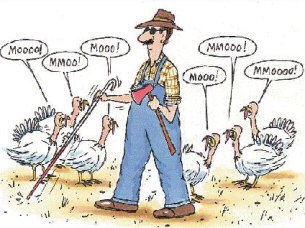 Thanksgiving turkey. Funny but clean picture