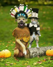 Cat and Dog - Friends at Thanksgiving 