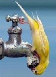 Funny Budgie Story