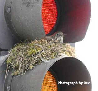 Mistle Thrush Lights