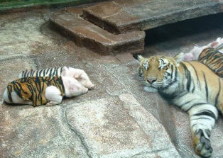 A zoo in California, a mother tiger gave birth to a rare set of triplet tiger cubs. 
