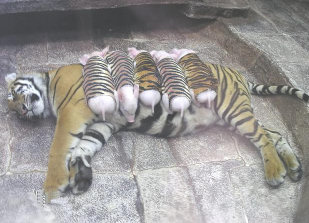 Tiger with piglets