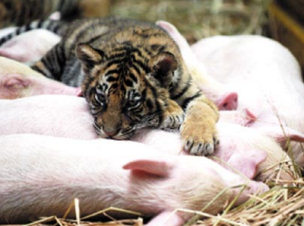 Bengal Tiger in China - With Piglet