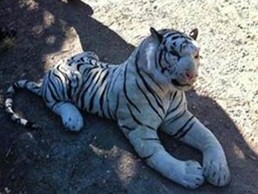 Tiger sighted in England