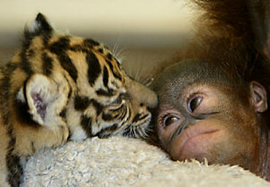 Tiger kisses Orang-utan