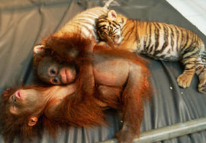 Tiger and Orang-utans