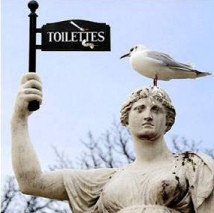 Seagull Toilet